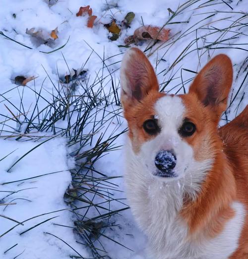 深入了解柯基犬（揭秘柯基犬的纯种定义和品种特色）(图3)