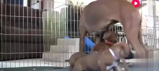 为什么狗狗会追自己的尾巴?(探究狗狗追尾巴的原因及行为背后的心理因素)(图2) 为什么狗狗会追自己的尾巴?(探究狗狗追尾巴的原因及行为背后的心理因素)(图2)