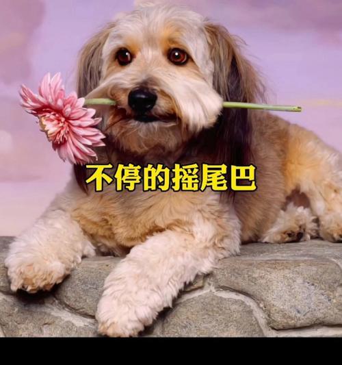 为什么狗狗会追自己的尾巴？（探究狗狗追尾巴的原因及行为背后的心理因素） - 悠悠酷狗网