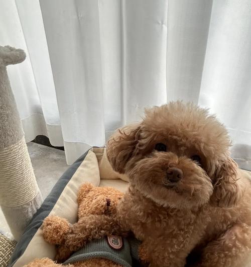 狗狗的蛋白补充(通过饮食补充蛋白质,让你的狗狗保持健康和活力)(图2) 狗狗的蛋白补充(通过饮食补充蛋白质,让你的狗狗保持健康和活力)(图2)