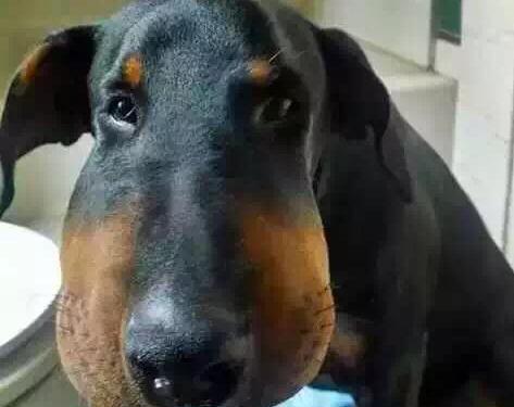 狗狗为什么不喜欢亲亲?(探索狗狗不喜欢亲亲的原因及解决方法)(图1) 狗狗为什么不喜欢亲亲?(探索狗狗不喜欢亲亲的原因及解决方法)(图1)