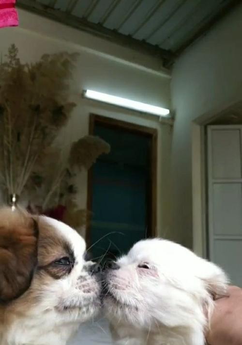 狗狗为什么不喜欢亲亲?(探索狗狗不喜欢亲亲的原因及解决方法)(图2) 狗狗为什么不喜欢亲亲?(探索狗狗不喜欢亲亲的原因及解决方法)(图2)