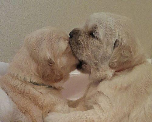 狗狗为什么不喜欢亲亲?(探索狗狗不喜欢亲亲的原因及解决方法)(图3) 狗狗为什么不喜欢亲亲?(探索狗狗不喜欢亲亲的原因及解决方法)(图3)