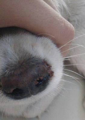 狗狗吐血的原因及应对措施（了解狗狗吐血的常见原因，保护你的宠物健康）(图3)