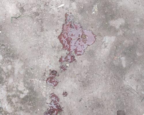 狗狗吐血的原因及应对措施（了解狗狗吐血的常见原因，保护你的宠物健康） - 悠悠酷狗网