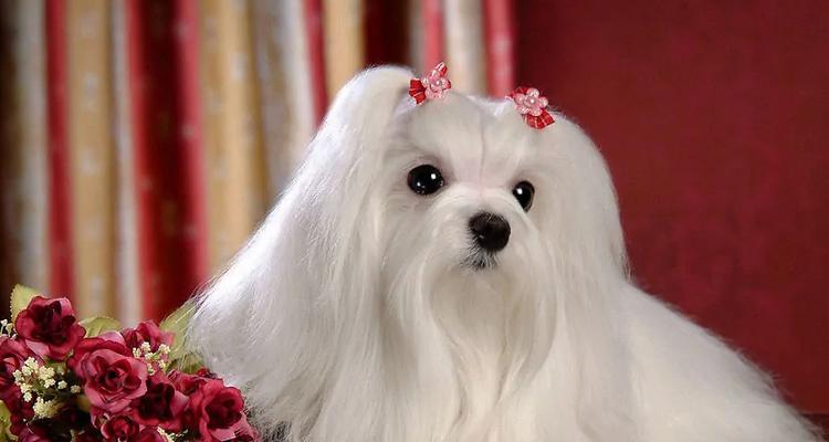 斯品种狗的特点和适应环境（探索斯品种狗的魅力，解读它们在各种环境中的表现力）(图1)