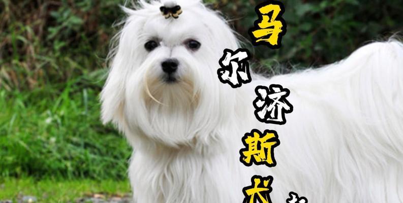 斯品种狗的特点和适应环境（探索斯品种狗的魅力，解读它们在各种环境中的表现力）(图3)