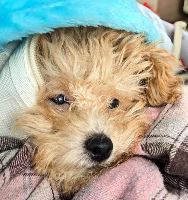 老血狗的含义解析（探寻老血狗的意义及背后的文化内涵）(图3)