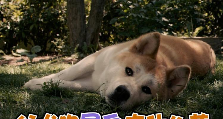 狗出现血尿时应该如何处理（了解血尿的原因和治疗方法，保护宠物健康）(图2)