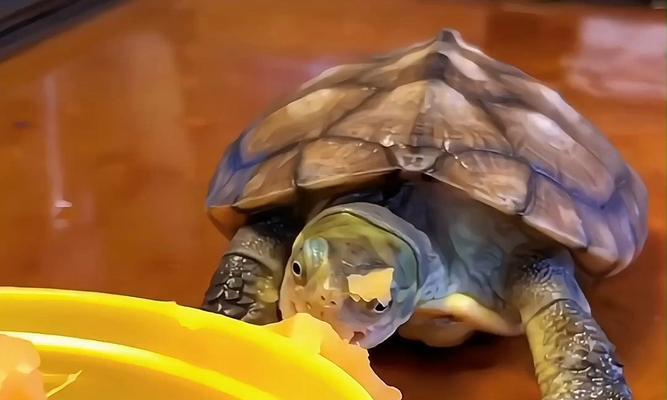 乌龟的食谱（探索乌龟的饮食习惯和食物喜好）(图3)