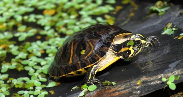 乌龟的食谱（探索乌龟的饮食习惯和食物喜好）(图2)