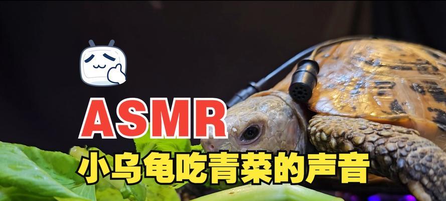 乌龟的食谱（探索乌龟的饮食习惯和食物喜好）(图1)