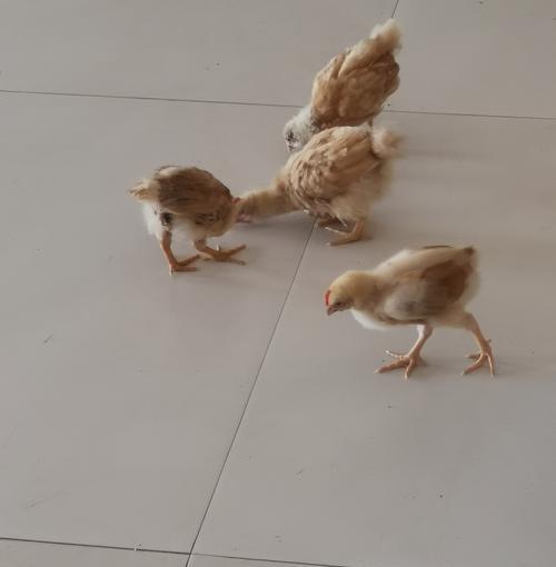 宠物狗养殖的饲养要点（科学饲养让宠物狗健康快乐）(图2)