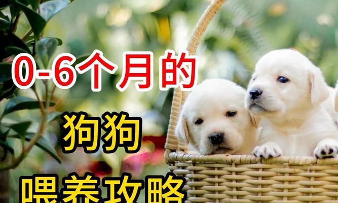 宠物狗养殖的饲养要点（科学饲养让宠物狗健康快乐）(图3)