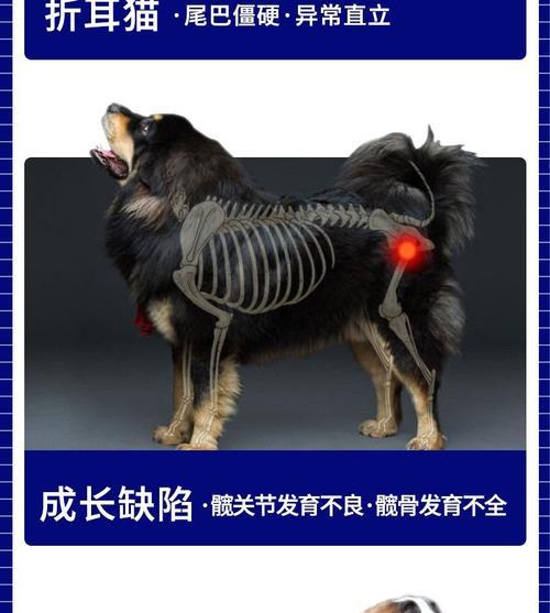 狗脚骨折的快速康复之道（以适宜的食物促进狗狗骨折的愈合） - 悠悠酷狗网