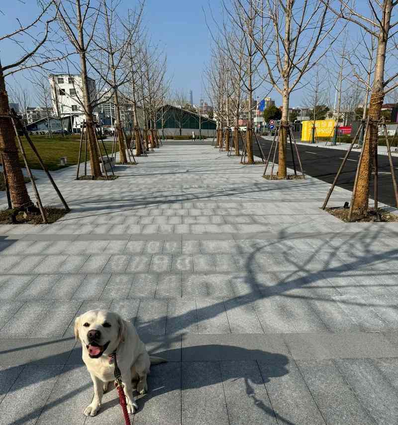 40天拉布拉多的饮食指南（科学搭配食物，让您的拉布拉多健康成长） - 悠悠酷狗网