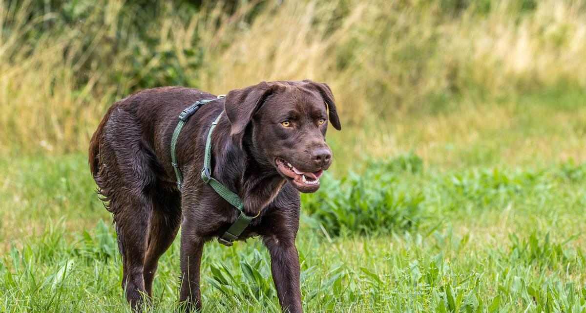 40天拉布拉多的饮食指南（科学搭配食物，让您的拉布拉多健康成长）(图2)