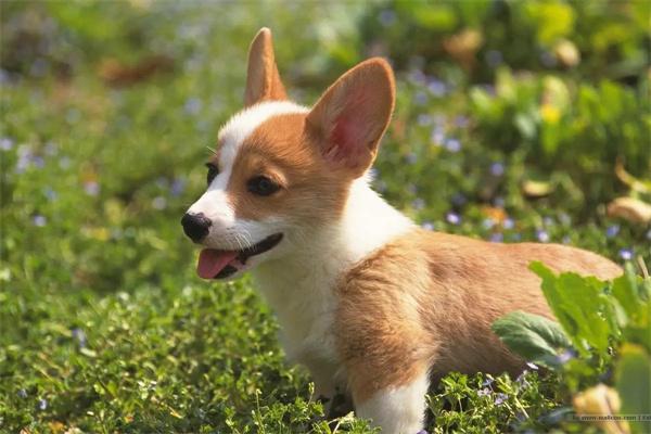 狗狗不让其他狗狗闻屁股是怎么回事？ - 悠悠酷狗网