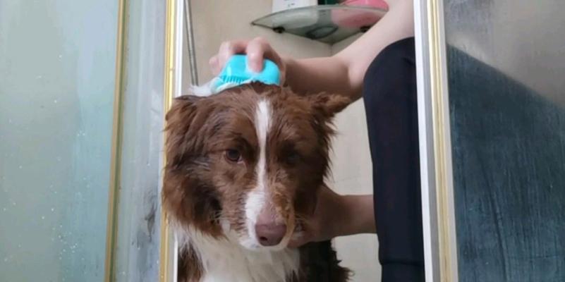 边牧皮肤病的洗澡方法(选择适合边牧皮肤病的洗澡产品与步骤)(图2) 边牧皮肤病的洗澡方法(选择适合边牧皮肤病的洗澡产品与步骤)(图2)