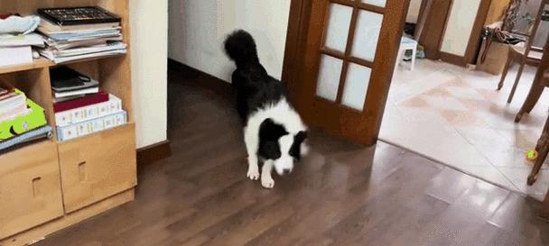 边牧皮肤病的洗澡方法（选择适合边牧皮肤病的洗澡产品与步骤） - 悠悠酷狗网