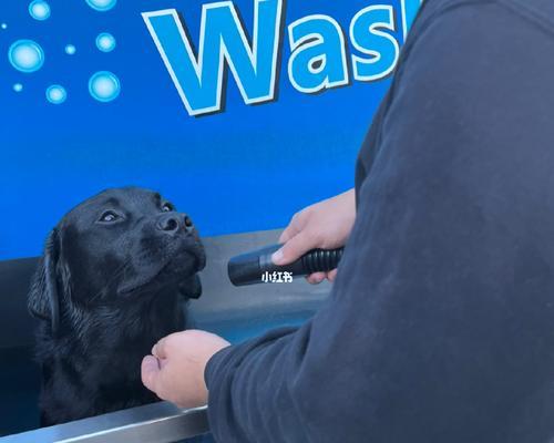 拉布拉多清洗秘籍(掌握正确方法,让你的拉布拉多宠物清洗无忧)(图1) 拉布拉多清洗秘籍(掌握正确方法,让你的拉布拉多宠物清洗无忧)(图1)