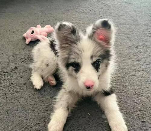 边牧皮肤病的洗澡方法(选择适合边牧皮肤病的洗澡产品与步骤)(图3) 边牧皮肤病的洗澡方法(选择适合边牧皮肤病的洗澡产品与步骤)(图3)