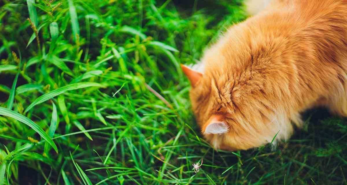 小狗呕吐物为何常呈绿色?(解析小狗呕吐物颜色的原因及健康提示)(图1) 小狗呕吐物为何常呈绿色?(解析小狗呕吐物颜色的原因及健康提示)(图1)