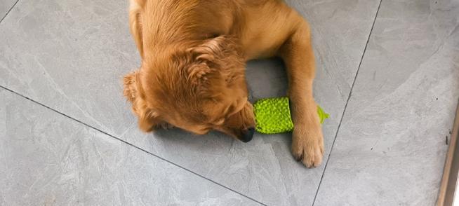 揭秘（探索狗狗行为习惯的奥秘，为何拖鞋成为它们的最爱）(图3)