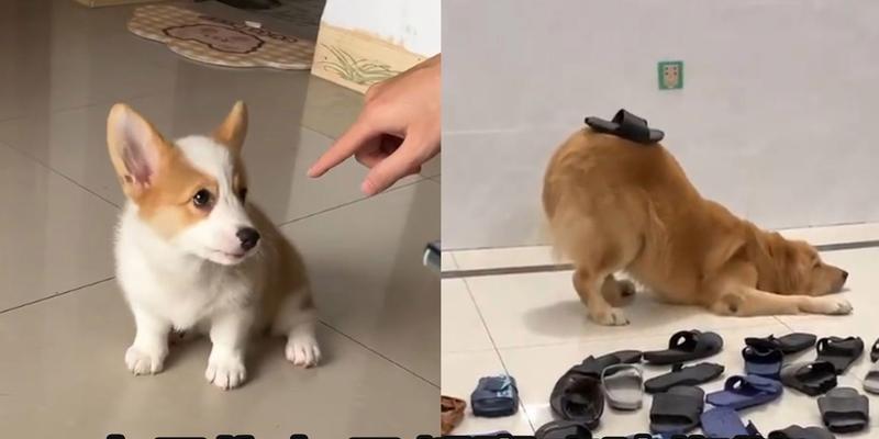 揭秘（探索狗狗行为习惯的奥秘，为何拖鞋成为它们的最爱）(图1)