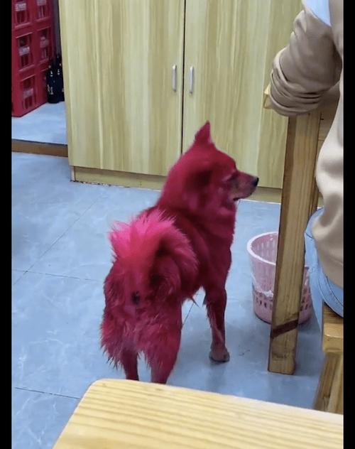 狗狗染毛的最佳颜色选择(让你的宠物与众不同,选择适合狗狗的染毛颜色)(图2) 狗狗染毛的最佳颜色选择(让你的宠物与众不同,选择适合狗狗的染毛颜色)(图2)