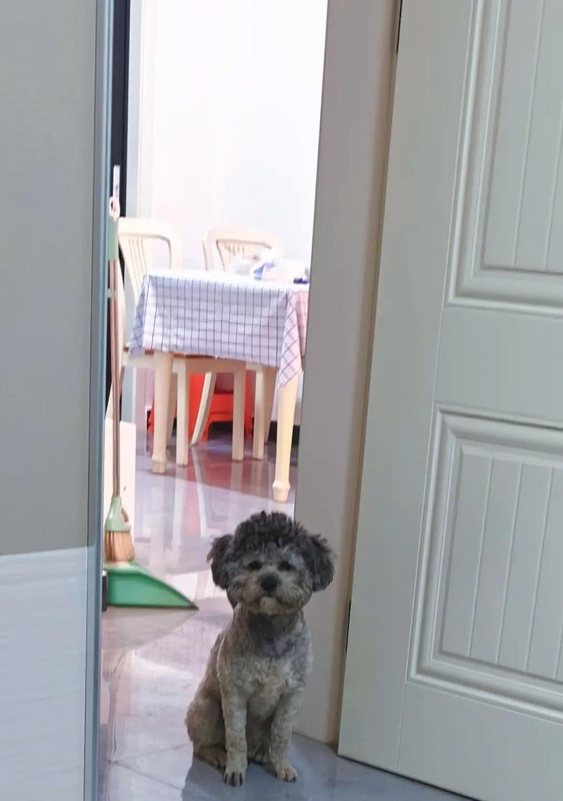 揭秘（探索狗狗行为习惯的奥秘，为何拖鞋成为它们的最爱）(图2)