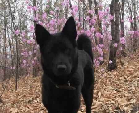 以黑色断尾狗为主题的狗类品种介绍（探索黑色断尾狗的独特魅力与特点）(图2)