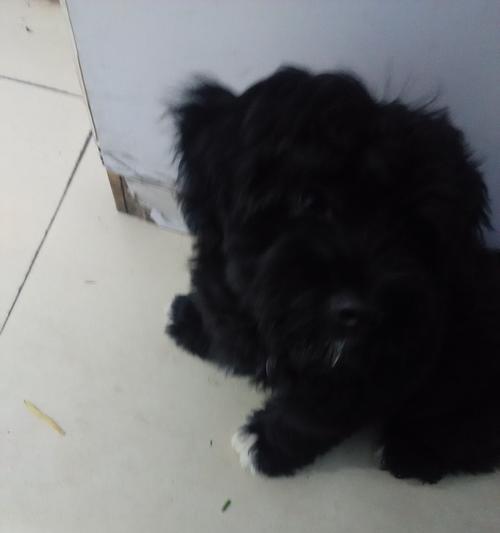 以黑色断尾狗为主题的狗类品种介绍（探索黑色断尾狗的独特魅力与特点） - 悠悠酷狗网