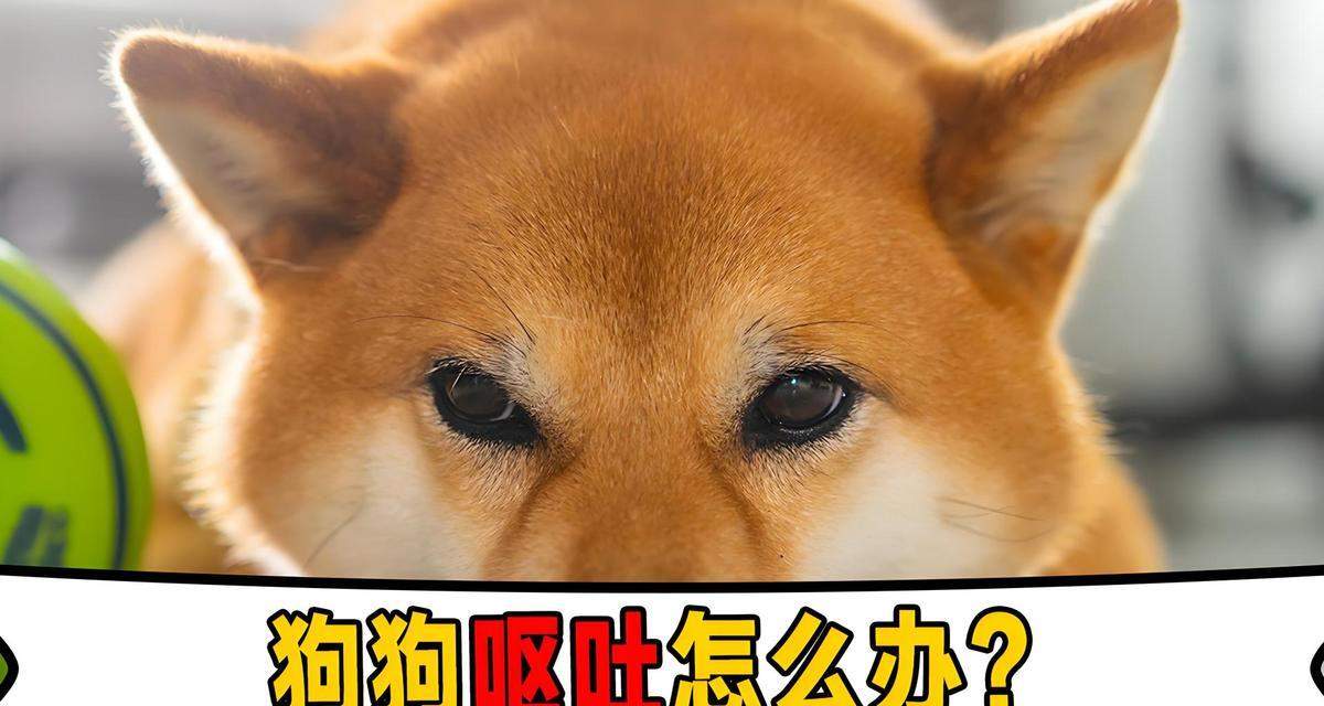 小狗呕吐的常见原因（了解呕吐背后的健康问题，保护宠物的幸福生活）(图2)
