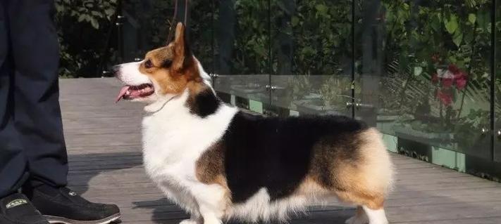 以黑色断尾狗为主题的狗类品种介绍（探索黑色断尾狗的独特魅力与特点）(图3)