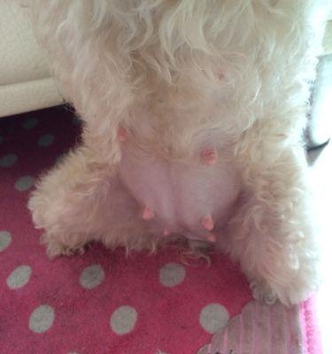 狗狗怀孕化了——生命的奇迹（了解狗狗怀孕化了的原因与影响）(图1)