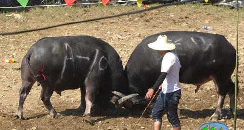 贵州斗牛（贵州斗牛的牛种及特点解析）(图2)