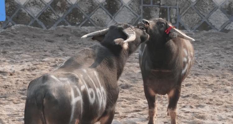 贵州斗牛（贵州斗牛的牛种及特点解析）(图3)