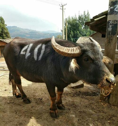 贵州斗牛（贵州斗牛的牛种及特点解析） - 悠悠酷狗网