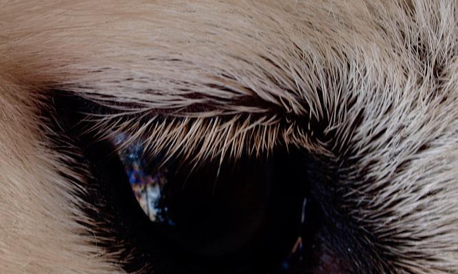 狗瞳之世界（以狗瞳为窗，探索世界万千色彩的奥秘）(图2)