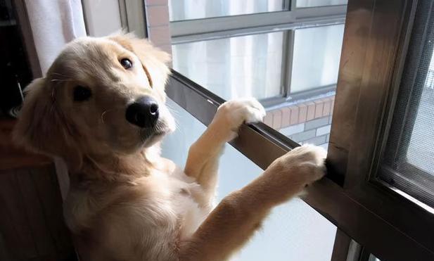 狗瞳之世界（以狗瞳为窗，探索世界万千色彩的奥秘）(图3)