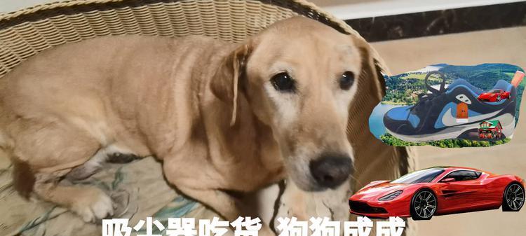 狗瞳之世界（以狗瞳为窗，探索世界万千色彩的奥秘）(图1)