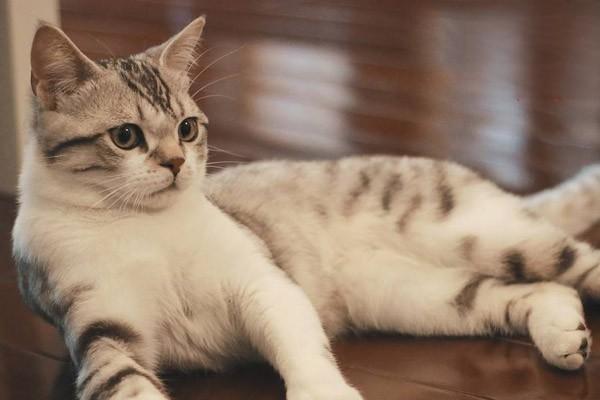 鼻炎(犬猫) - 悠悠酷狗网