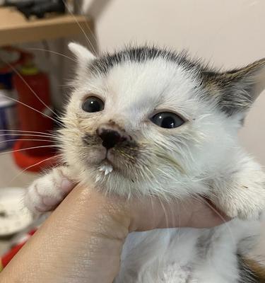 猫咪的鼻子像什么东西？（探索猫咪鼻子的奥秘，揭示其神奇相似之处）(图3)