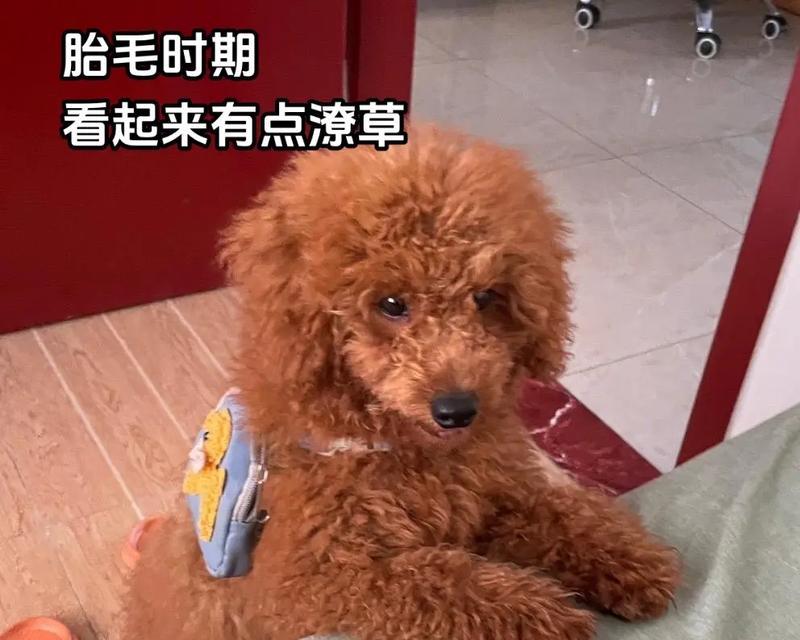 为什么要给小狗剪胎毛？（小狗剪胎毛的好处和注意事项） - 悠悠酷狗网