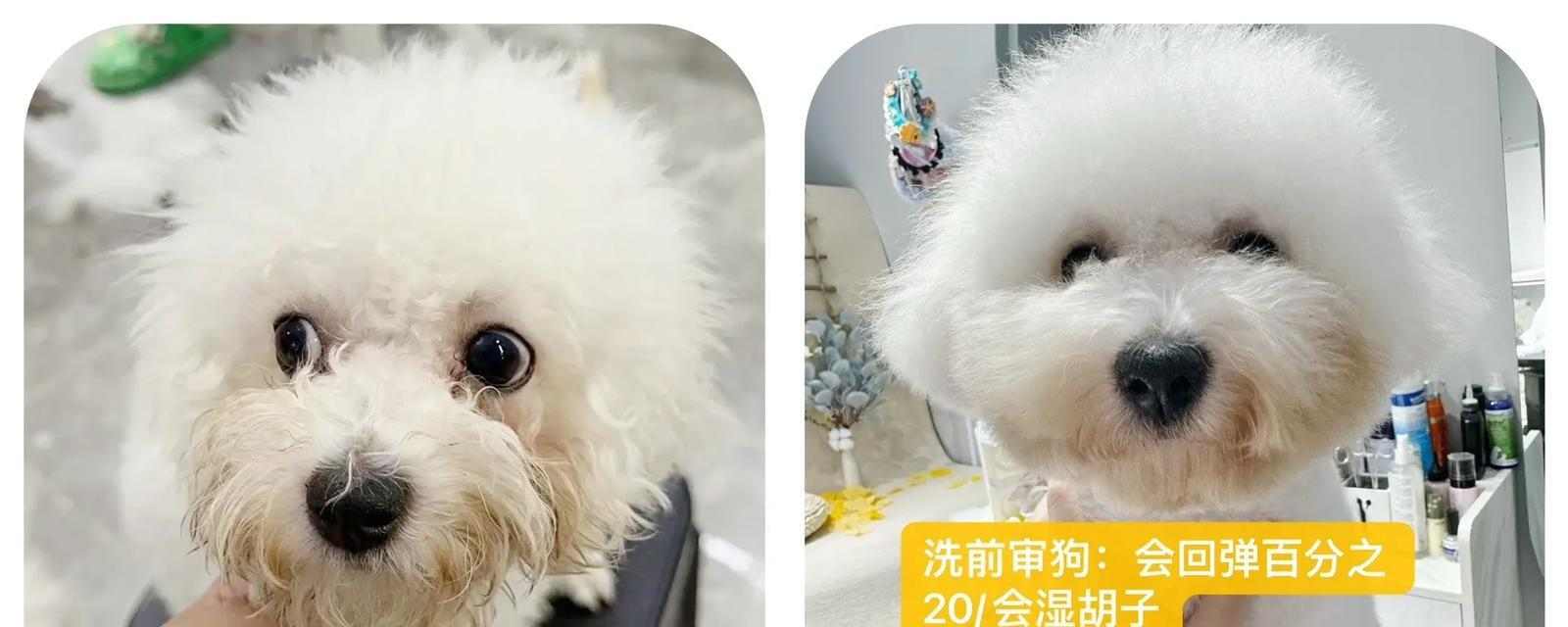 为什么要给小狗剪胎毛？（小狗剪胎毛的好处和注意事项）(图2)