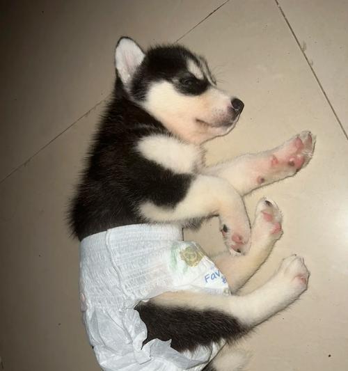 七个月大哈士奇的饮食需求与建议(满足哈士奇成长的营养需求,让它健康茁壮成长)(图3) 七个月大哈士奇的饮食需求与建议(满足哈士奇成长的营养需求,让它健康茁壮成长)(图3)