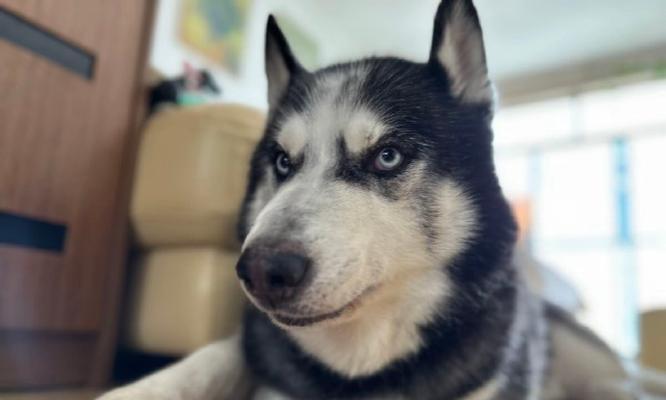 七个月大哈士奇的饮食需求与建议(满足哈士奇成长的营养需求,让它健康茁壮成长)(图2) 七个月大哈士奇的饮食需求与建议(满足哈士奇成长的营养需求,让它健康茁壮成长)(图2)