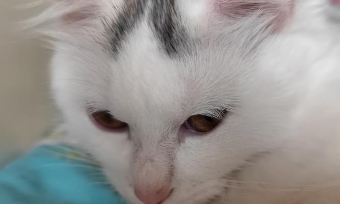 猫咪的鼻子像什么东西？（探索猫咪鼻子的奥秘，揭示其神奇相似之处） - 悠悠酷狗网