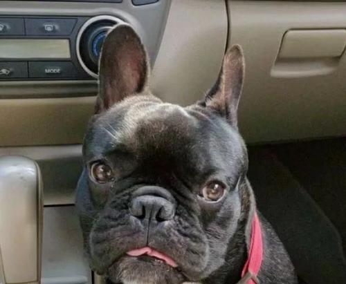 狗狗为何会憋不住屎尿?(探究导致狗狗憋不住屎尿的原因及解决方法)(图3) 狗狗为何会憋不住屎尿?(探究导致狗狗憋不住屎尿的原因及解决方法)(图3)